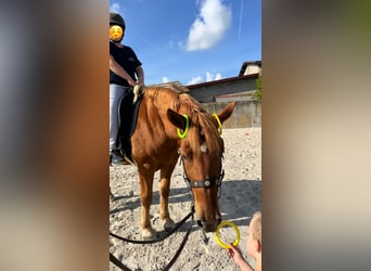 Schweres Warmblut, Stute, 6 Jahre, 165 cm, Fuchs
