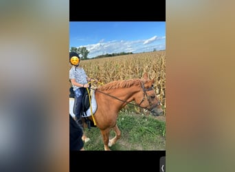 Schweres Warmblut, Stute, 6 Jahre, 165 cm, Fuchs