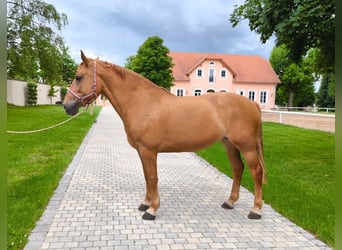 Schweres Warmblut, Stute, 6 Jahre, 165 cm, Fuchs