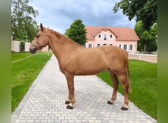 Schweres Warmblut, Stute, 6 Jahre, 165 cm, Fuchs
