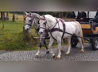 Schweres Warmblut, Stute, 6 Jahre, 165 cm, Schimmel