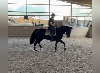 Schweres Warmblut, Stute, 6 Jahre, 165 cm, Schwarzbrauner