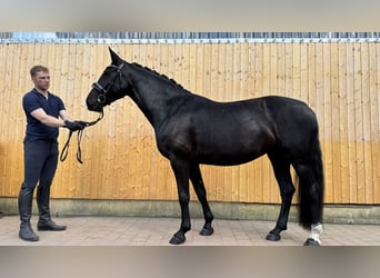 Schweres Warmblut, Stute, 6 Jahre, 165 cm, Schwarzbrauner