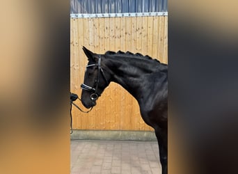 Schweres Warmblut, Stute, 6 Jahre, 165 cm, Schwarzbrauner