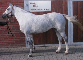 Schweres Warmblut Mix, Stute, 7 Jahre, 160 cm