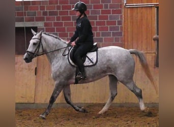 Schweres Warmblut Mix, Stute, 7 Jahre, 160 cm