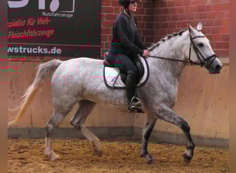 Schweres Warmblut Mix, Stute, 7 Jahre, 160 cm