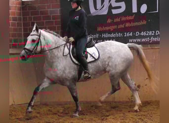 Schweres Warmblut Mix, Stute, 7 Jahre, 160 cm