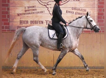 Schweres Warmblut Mix, Stute, 7 Jahre, 160 cm