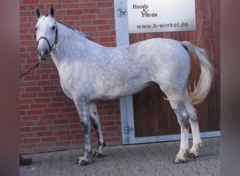 Schweres Warmblut Mix, Stute, 7 Jahre, 160 cm