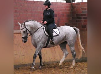 Schweres Warmblut Mix, Stute, 7 Jahre, 160 cm