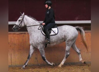 Schweres Warmblut Mix, Stute, 7 Jahre, 160 cm