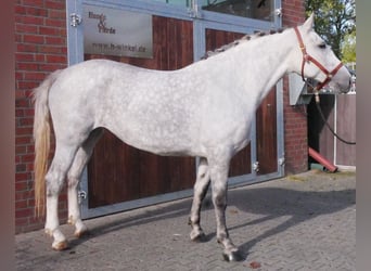 Schweres Warmblut Mix, Stute, 7 Jahre, 160 cm