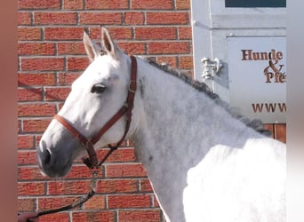 Schweres Warmblut Mix, Stute, 7 Jahre, 160 cm