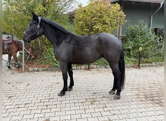 Schweres Warmblut, Stute, 7 Jahre, 160 cm