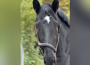 Schweres Warmblut, Stute, 7 Jahre, 160 cm