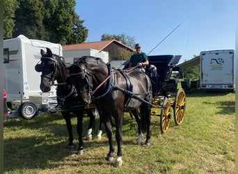 Schweres Warmblut, Stute, 7 Jahre, 163 cm, Rappe