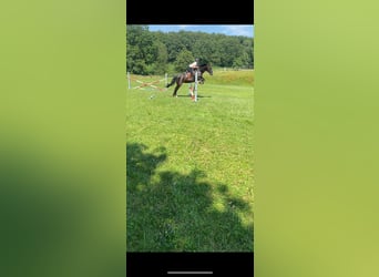 Schweres Warmblut, Stute, 7 Jahre, 163 cm, Rappe