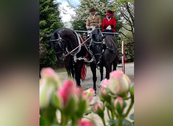 Schweres Warmblut, Stute, 7 Jahre, 163 cm, Rappe
