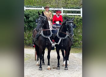 Schweres Warmblut, Stute, 7 Jahre, 163 cm, Rappe