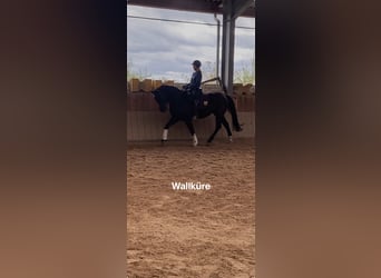 Schweres Warmblut, Stute, 7 Jahre, 163 cm, Rappe