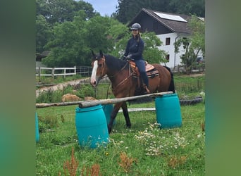 Schweres Warmblut, Stute, 7 Jahre, 164 cm, Brauner