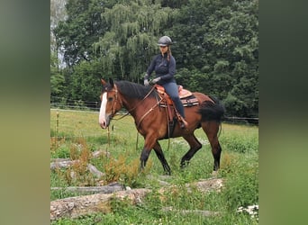 Schweres Warmblut, Stute, 7 Jahre, 164 cm, Brauner