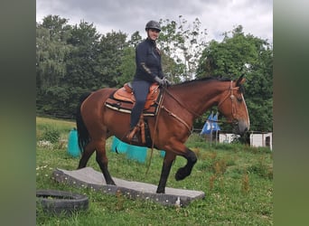 Schweres Warmblut, Stute, 7 Jahre, 164 cm, Brauner