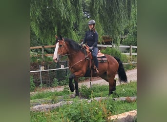 Schweres Warmblut, Stute, 7 Jahre, 164 cm, Brauner