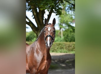 Schweres Warmblut, Stute, 7 Jahre, 167 cm, Brauner