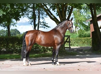 Schweres Warmblut, Stute, 7 Jahre, 167 cm, Brauner