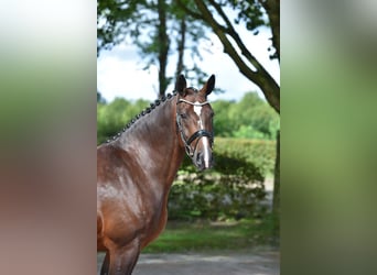 Schweres Warmblut, Stute, 7 Jahre, 167 cm, Brauner