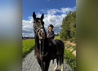 Schweres Warmblut, Stute, 7 Jahre, 168 cm, Rappe