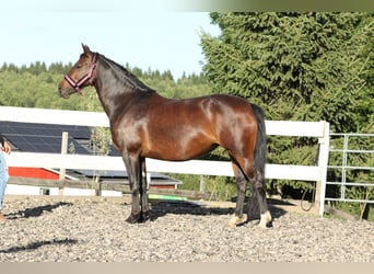 Schweres Warmblut, Stute, 8 Jahre, 157 cm