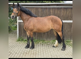 Schweres Warmblut, Stute, 8 Jahre, 158 cm, Brauner