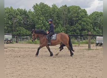 Schweres Warmblut, Stute, 8 Jahre, 158 cm, Brauner