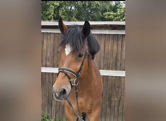 Schweres Warmblut, Stute, 8 Jahre, 158 cm, Brauner