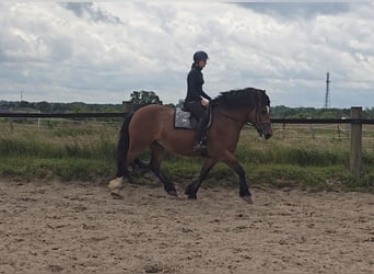 Schweres Warmblut, Stute, 8 Jahre, 158 cm, Brauner