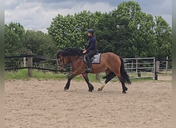 Schweres Warmblut, Stute, 8 Jahre, 158 cm, Brauner