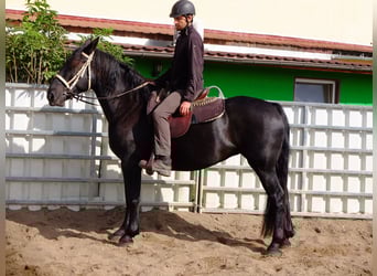 Schweres Warmblut, Stute, 8 Jahre, 160 cm, Rappe