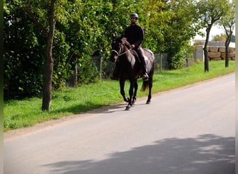 Schweres Warmblut, Stute, 8 Jahre, 160 cm, Rappe