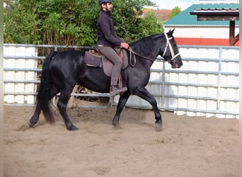 Schweres Warmblut, Stute, 8 Jahre, 160 cm, Rappe