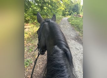 Schweres Warmblut, Stute, 8 Jahre, 163 cm, Rappe