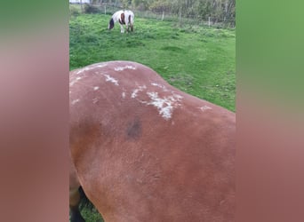 Schweres Warmblut, Stute, 8 Jahre, 167 cm, Brauner