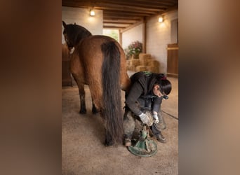 Schweres Warmblut, Stute, 8 Jahre, 167 cm, Brauner
