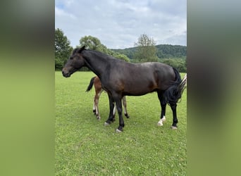 Schweres Warmblut, Stute, 8 Jahre, 167 cm, Dunkelbrauner
