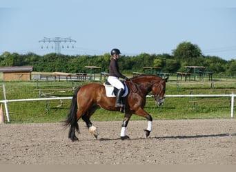 Schweres Warmblut, Stute, 8 Jahre, 169 cm, Brauner