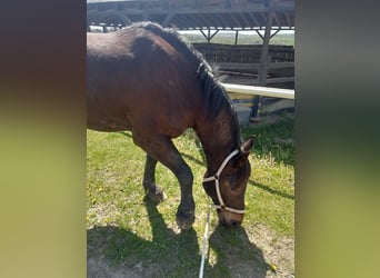 Schweres Warmblut, Stute, 8 Jahre, 178 cm, Brauner