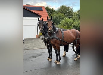 Schweres Warmblut, Stute, 8 Jahre