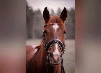 Schweres Warmblut, Stute, 9 Jahre, 155 cm, Dunkelfuchs